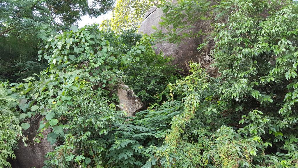 Villa Kayola - Self Catering Pointe La Rue المظهر الخارجي الصورة